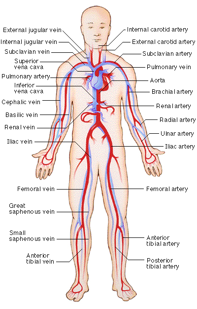 circulatory system images. vascular system within the