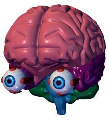 frontal lobe brain